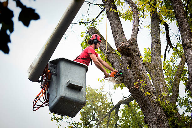 Ivanhoe, CA Tree Removal and Landscaping Services Company